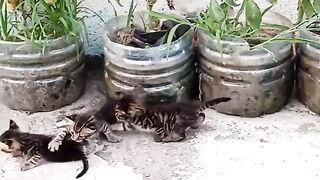 OUR COOL KITTENS. VIDEO