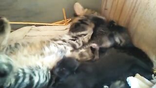 OUR COOL KITTENS. VIDEO 2