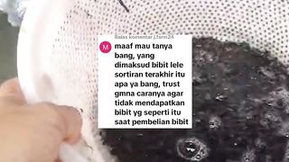 Yang dimaksud bibit lele SORTIRAN terakhir itu apa❓