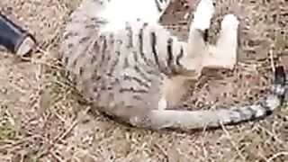 OUR COOL KITTENS. VIDEO 5