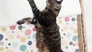 OUR COOL KITTENS. VIDEO 6