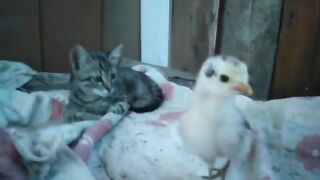 OUR COOL KITTENS. VIDEO 7