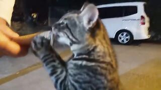 OUR COOL KITTENS. VIDEO 76