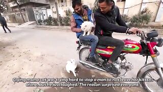 Crying mother cat trying hard to stop a man to not leave her kittens alone, but he just laughed.