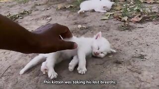 Please Don't Leave, My kitten is Dying" Crying Mother Cat Begging for Help for Her Struggling Kitten