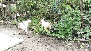 The stray cat fight ended peacefully: food became a bridge to peace!