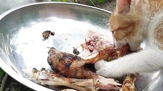 Save money for homeless cats: sweet moments with fresh chicken!