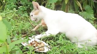 Battle for food: how stray cats show survival instinct!