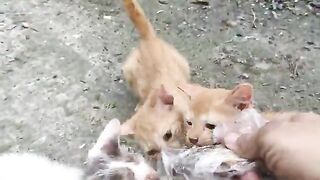 A group of wild cats were very happy when I brought them fish.