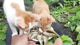 My heart rejoices when a hungry homeless cat eats with a smile