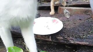 The homeless cat is very hungry and impatiently waiting for food