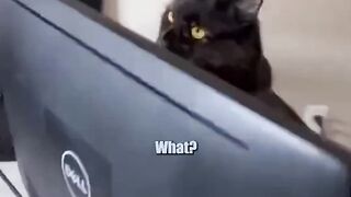 ???? Hilarious Cat Memes Compilation - Funniest Cats Ever! ????