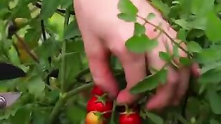 Tomato harvest