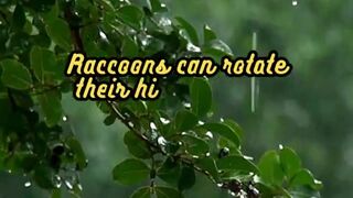 Animal Facts        Raccoons          #shorts