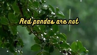 Animal Facts        Red Pandas          #shorts