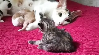 Cute 3-day-old kitten drinks mother's milk