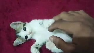 They are so cute when they fight with their brothers and sisters - cute kittens