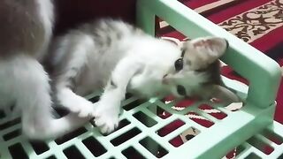 This cute kitten always behaves like a movie star