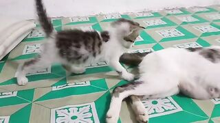 A cute moment when a kitten grabs its mother's tail