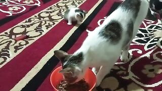 A funny moment when little kittens fight - the kitten is white