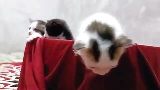 Cute behavior of little kittens when they are sleeping