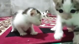 A cute gesture of a little kitten who started playing with his brother