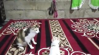 Mother cat teaches the kitten to catch a toy