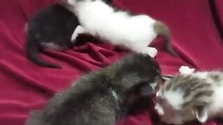 This little kitten calls his mother to breastfeed - in the rain