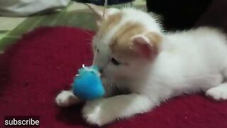 I give toys to my kitten little kitten