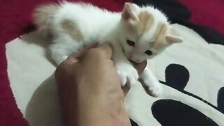 After playing, this kitten fell asleep