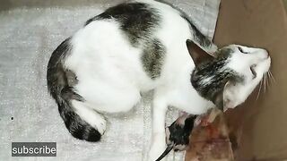 The moment when a cat gives birth is touching