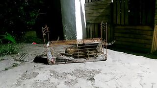 Cat trap.How to Trap a Feral Cat?Wild cat smashes trap#part2