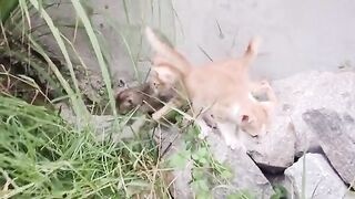 kittens are looking for food. 2