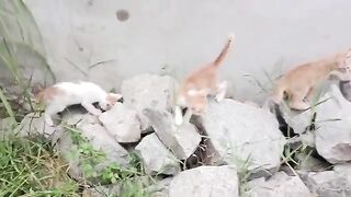 kittens are looking for food. 3