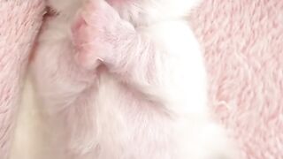 cute baby kitten 2