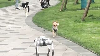 Dogs touching a dog-shaped robot for the first time