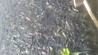 Fish pond 2