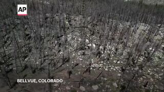 The US is struggling to replant forests destroyed by wildfires.