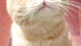 Cute Cats Compilation 3