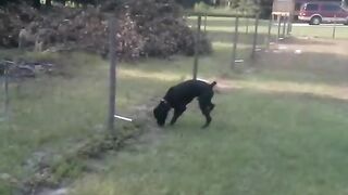 Dog_pees_on_electric_fence(360p).