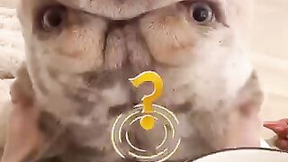 #54_Funniest_cats_And_Dogs_videos_