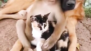 Funny_Animal_Videos_Best_Dogs_And_Cats_Videos_