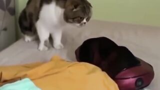 #Funny_Cats_compilations_2024