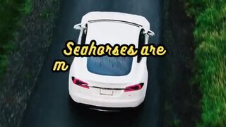 Animal Facts          Seahorses        #shorts