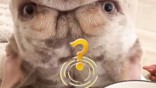 Funniest Cats And Dogs videos