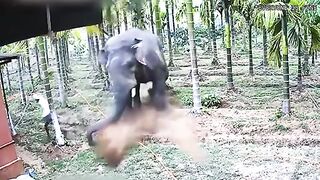 When Animals Go On A Rampage And Got Caught On Camera ! 5