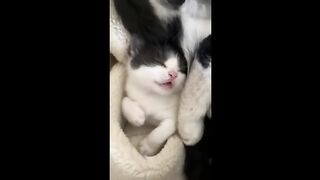 ???? Funniest Cats and Dogs Videos ????????  ???????? Hilarious Animal Compilation