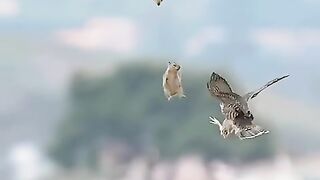 Falcon_Mom_teaching_her_offsprings_to_catch_food_midair.__#falcons_#peregrinefalcon_#birdlovers(480p).