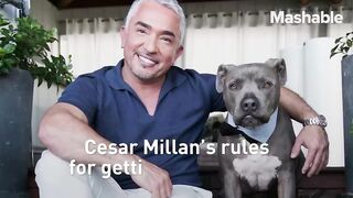 Cesar Millan's puppy tips training