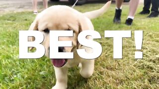 The First 7 Things You NEED To Teach Your Puppy 2